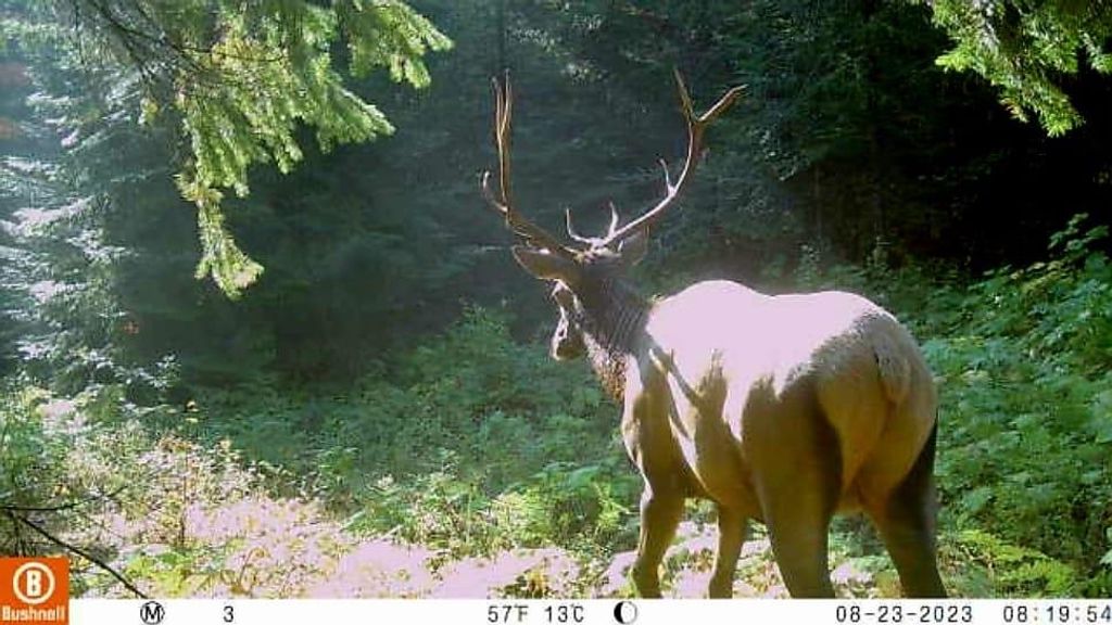 NKA LOOKOUT Rd, Newport, WA 99156 photo 8