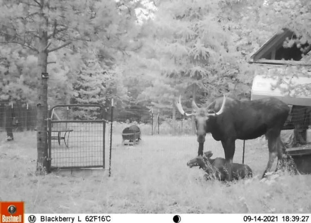 NKA LOOKOUT Rd, Newport, WA 99156 photo 9