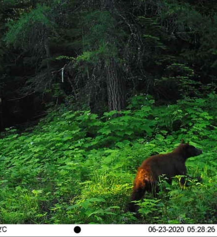 NKA LOOKOUT Rd, Newport, WA 99156 photo 10