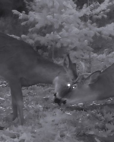 5141 90th Avenue, Lakeview, MI 48850