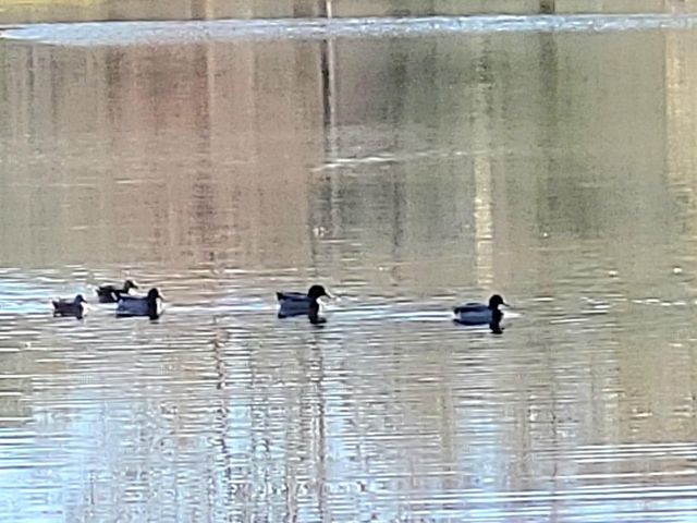 11827 Water Oak Drive, Magnolia, TX 77354