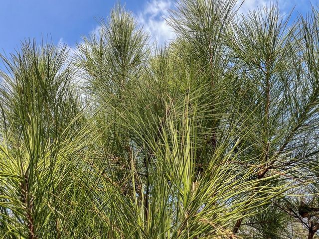 T-6 Tall Cotton Road, Saratoga, TX 77585