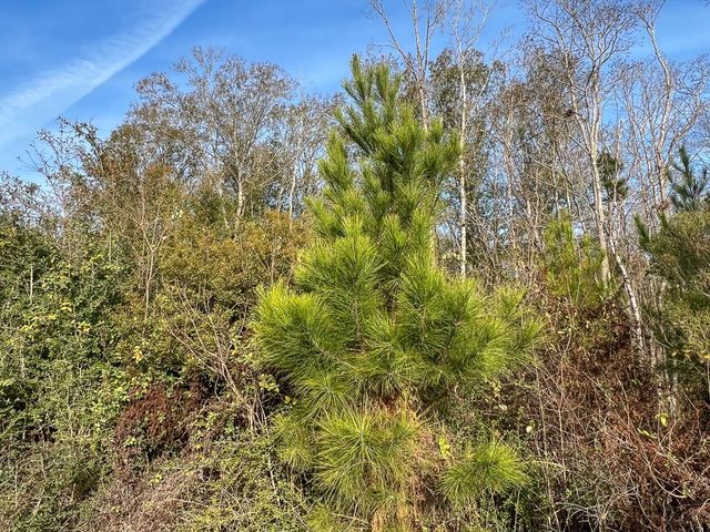 T-6 Tall Cotton Road, Saratoga, TX 77585