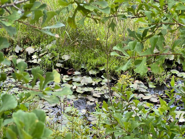 6807 John Pitts Road, Panama City, FL 32404