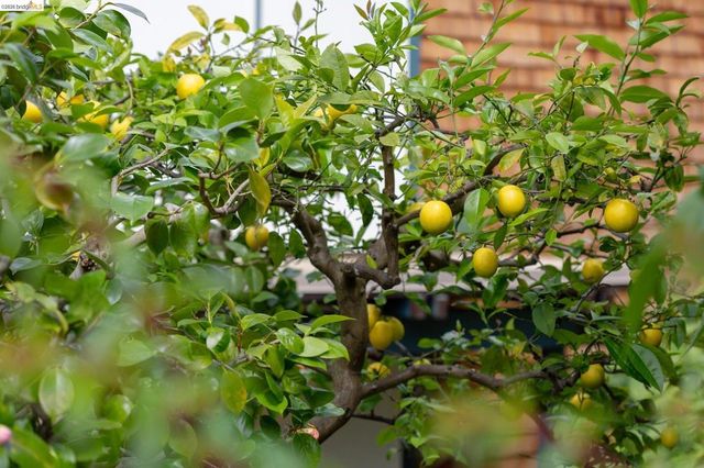 4 Cavendish Ln, Piedmont, CA 94602