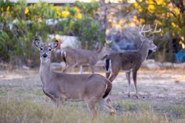 411 Lake Park, Canyon Lake, TX 78133