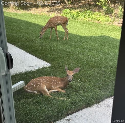 295 Whispering Pines Drive 20, Fenton, MI 48430