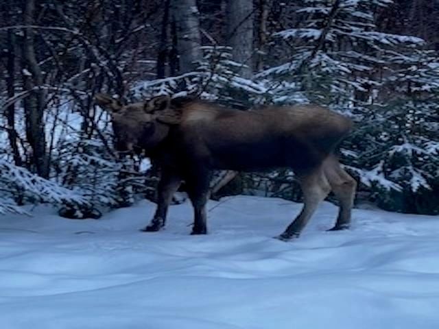 1004 BLACK BEAR TURNAROUND, North Pole, AK 99705