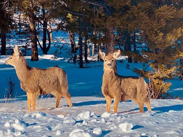 105 Ladigo Lane, Hartsel, CO 80449