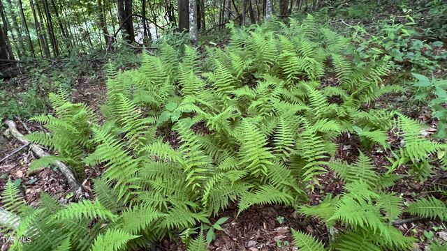 1.66 Ac Eagle Ridge Road 13, Roan Mountain, TN 37687