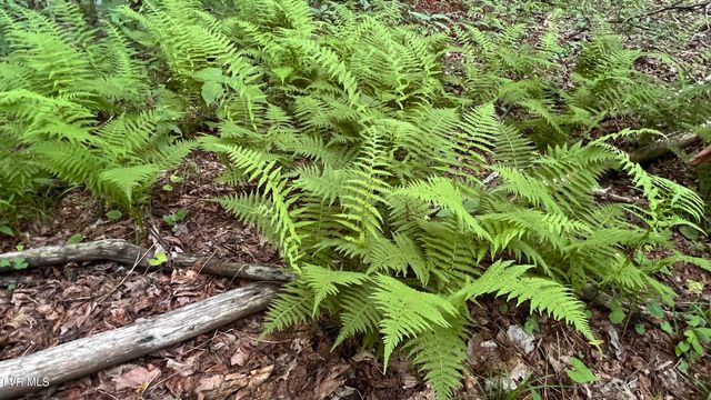 1.66 Ac Eagle Ridge Road 13, Roan Mountain, TN 37687