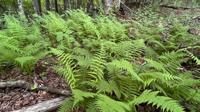 1.66 Ac Eagle Ridge Road 13, Roan Mountain, TN 37687
