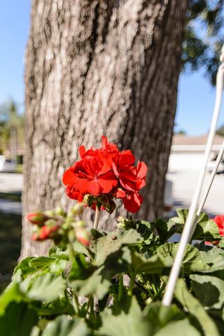 3193 SANDY RIDGE DRIVE, Clearwater, FL 33761