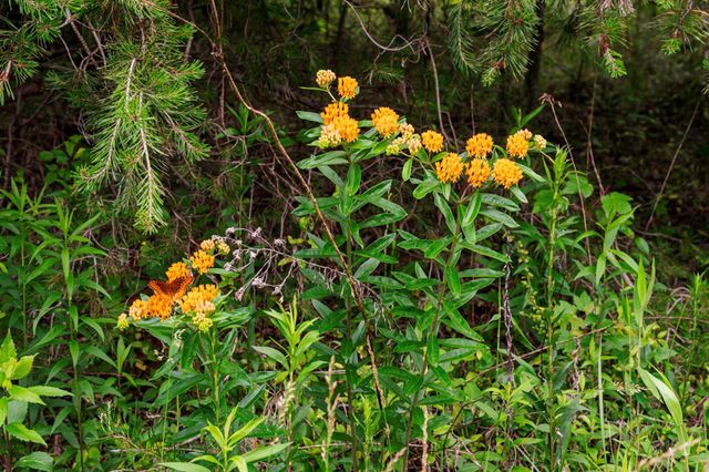 Lot 29 Hidden Forest Lane, Hayesville, NC 28904