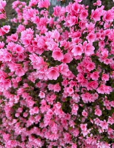 3137 Beechwood Drive, Lithia Springs, GA 30122