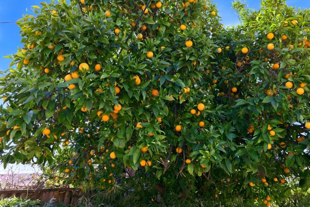 6852 Rainbow Drive, San Jose, CA 95129