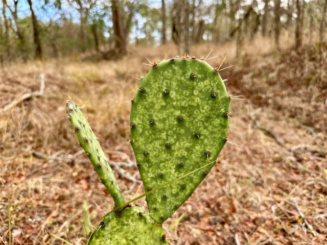 104 E Waiehu LN, Bastrop, TX 78602