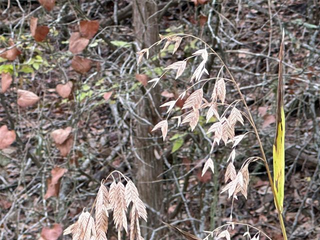 104 E Waiehu LN, Bastrop, TX 78602