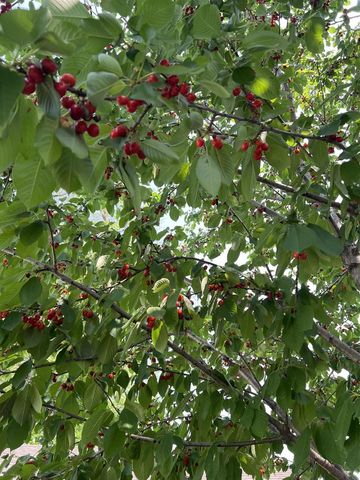 804 JOHN STREET, Menasha, WI 54952