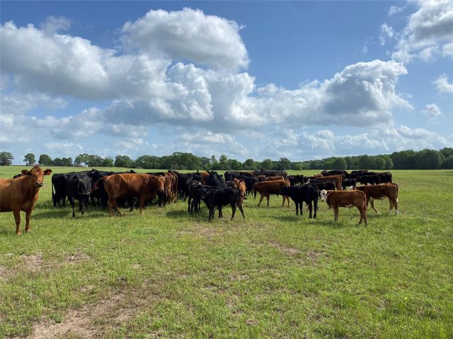 13.5 Acres Hwy 30, Bedias, TX 77831