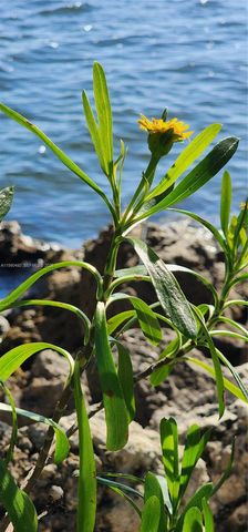 15585 SW 76th Ln A81-8, Miami, FL 33193