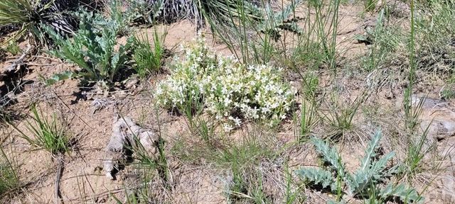 77 Rio Cucharas, Walsenburg, CO 81089