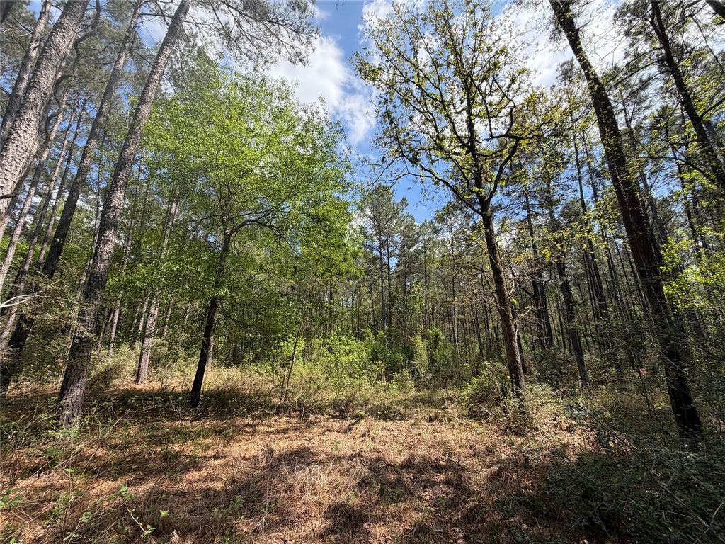 19-6-1 Dedication Trail, Huntsville, TX 77340