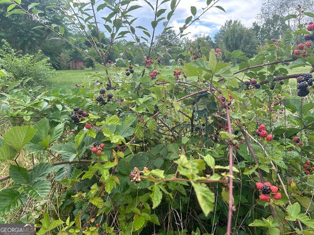 2838 Skitts Mountain Road, Cleveland, GA 30528