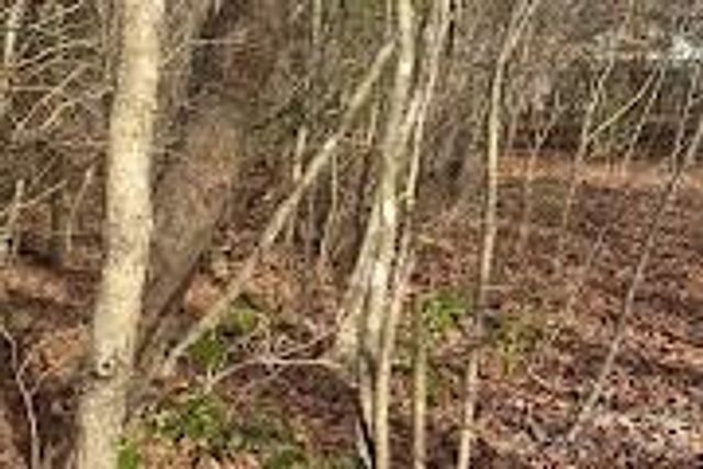Lot 49 Harmony Grove Road 49, Nebo, NC 28761