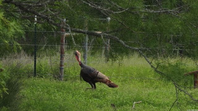 3833 County Road 2880, Bigfoot, TX 78005
