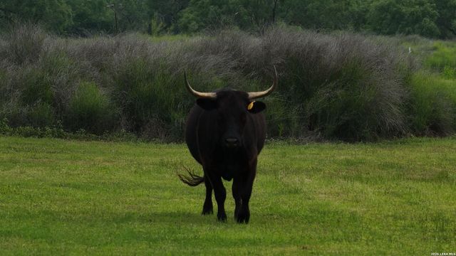 3833 County Road 2880, Bigfoot, TX 78005