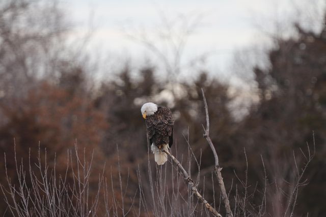 7930 S GINN LN, Columbia, MO 65201