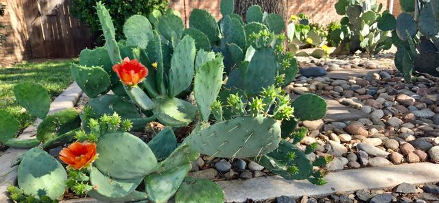 5107 1st Place, Lubbock, TX 79416