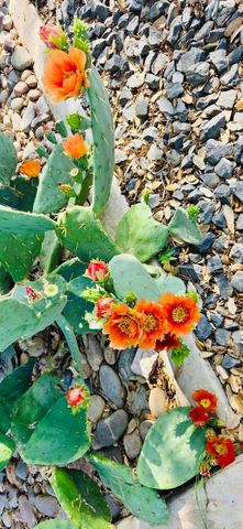 5107 1st Place, Lubbock, TX 79416