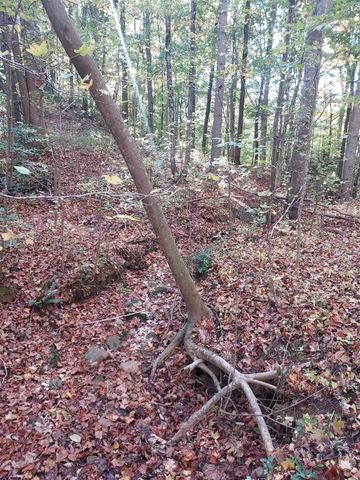 5 Acres Blue Ridge Trail, Columbus, NC 28722