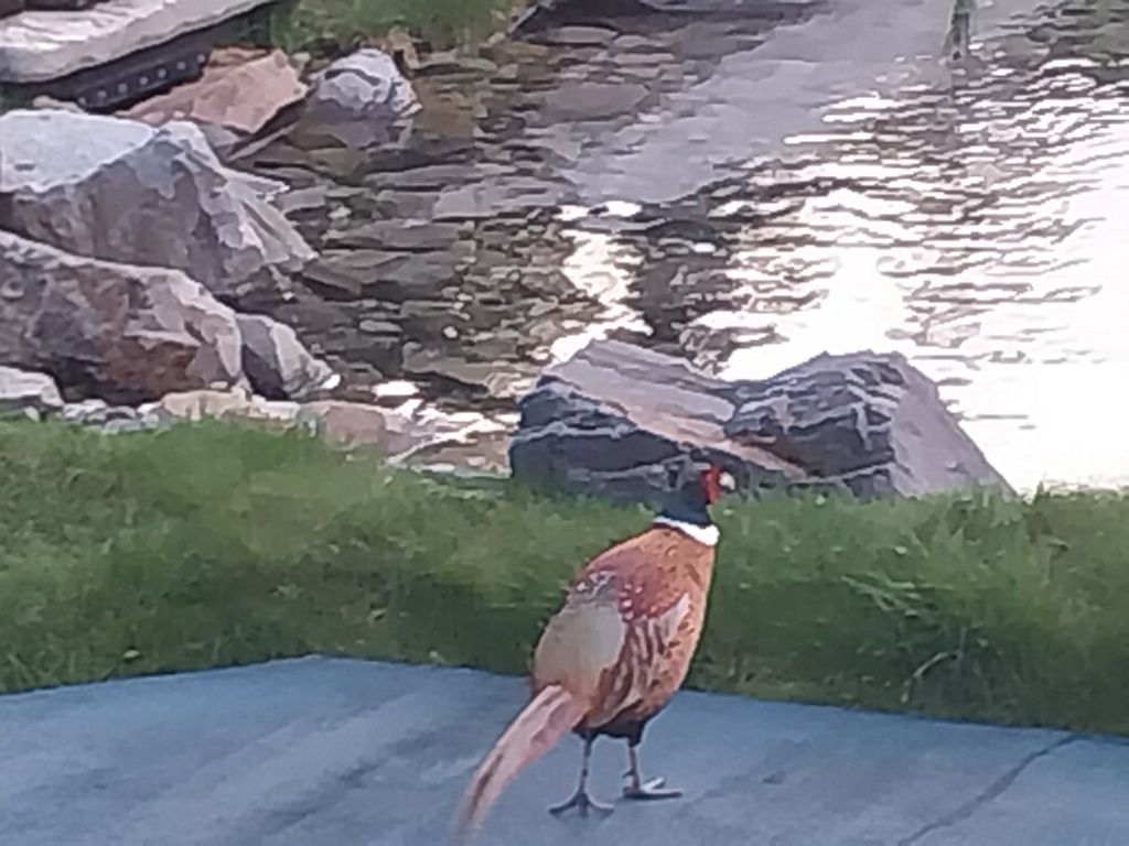 17274 / 17276 Bull Lake Road, Troy, MT 59935 photo 66