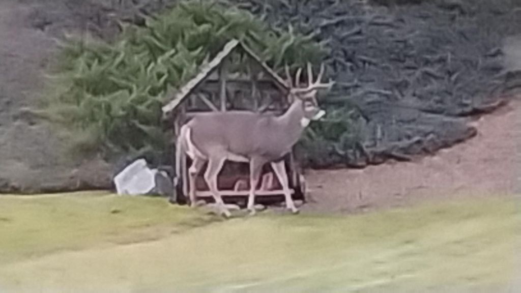 17274 / 17276 Bull Lake Road, Troy, MT 59935 photo 71