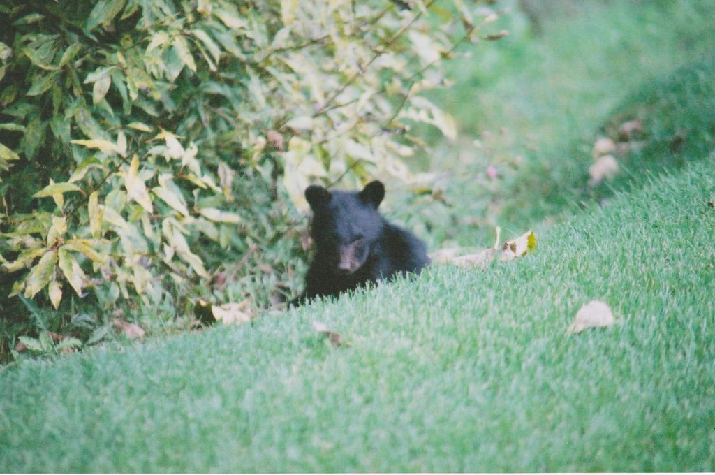 17274 / 17276 Bull Lake Road, Troy, MT 59935 photo 84