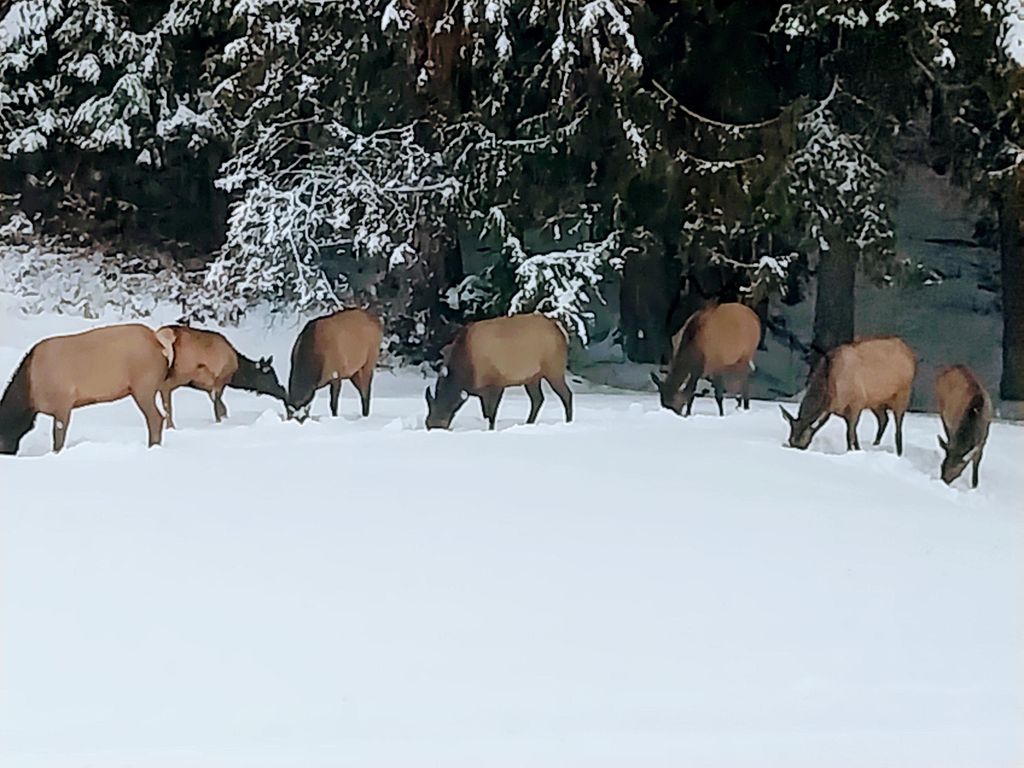 17274 / 17276 Bull Lake Road, Troy, MT 59935 photo 85