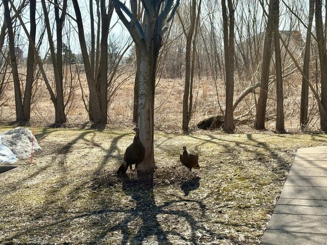 11899 85th Place N, Maple Grove, MN 55369