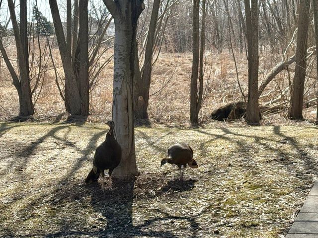 11899 85th Place N, Maple Grove, MN 55369