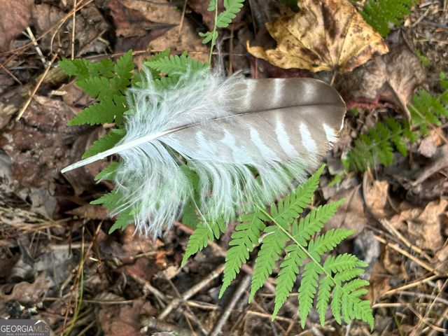 LOT 6 Mt Springer Road, Ellijay, GA 30540