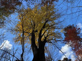 VL S Eddy Creek Road, West Branch, MI 48661