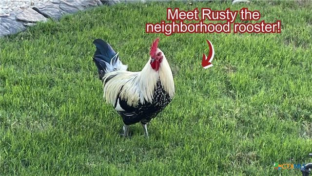 1232 Ella Crossing, New Braunfels, TX 78130