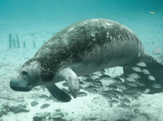 6001 N ELKCAM BOULEVARD, Beverly Hills, FL 34465