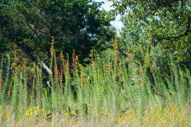 204 Wilson Ranch Rd, Hunt, TX 78024