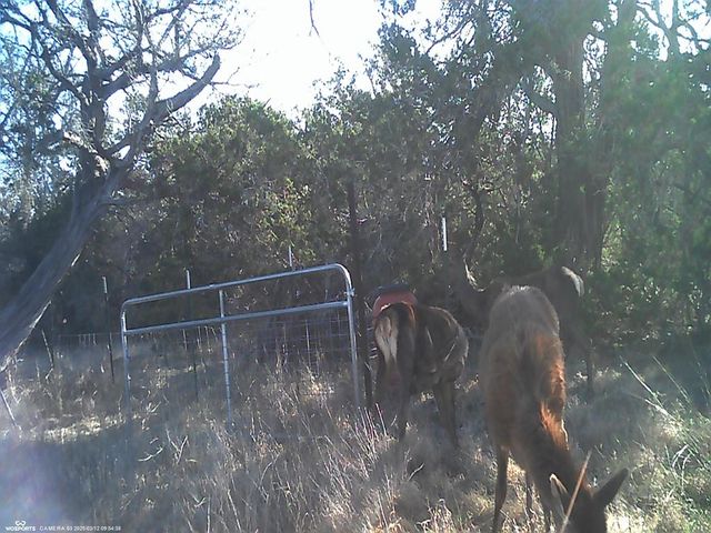 204 Wilson Ranch Rd, Hunt, TX 78024