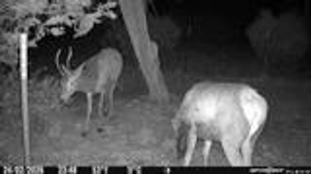 204 Wilson Ranch Rd, Hunt, TX 78024