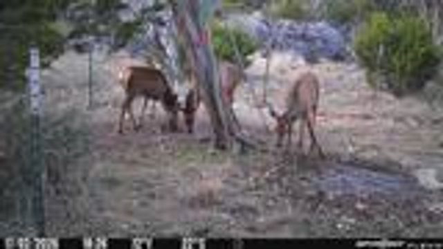 204 Wilson Ranch Rd, Hunt, TX 78024