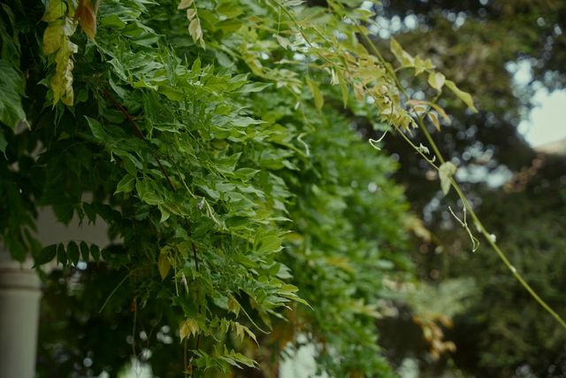 1455 Montauban Ct, Tracy, CA 95304